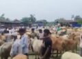 Supreme Court to test limits of judicial power as Tamil Nadu challenges blanket cow slaughter ban