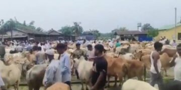 Supreme Court to test limits of judicial power as Tamil Nadu challenges blanket cow slaughter ban
