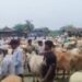 Supreme Court to test limits of judicial power as Tamil Nadu challenges blanket cow slaughter ban
