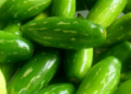 From humble Tendli to gourmet glory: The superfood veggie foodies are falling for