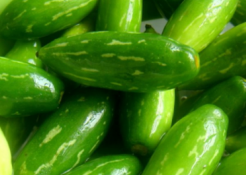 From humble Tendli to gourmet glory: The superfood veggie foodies are falling for