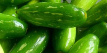 From humble Tendli to gourmet glory: The superfood veggie foodies are falling for