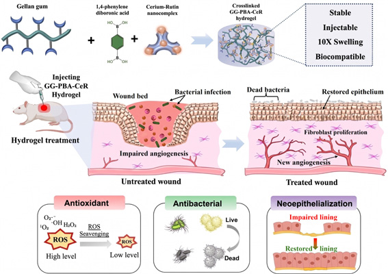 Beyond bandages: IITGN scientists create smart injectable hydrogel that could revolutionise wound healing
