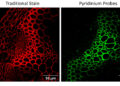 Lighting up the hidden highways of plants: IITGN scientists redefine xylem imaging