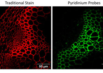 Lighting up the hidden highways of plants: IITGN scientists redefine xylem imaging