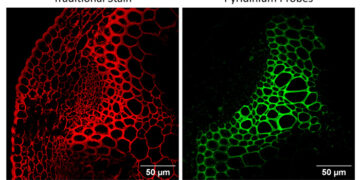 Lighting up the hidden highways of plants: IITGN scientists redefine xylem imaging