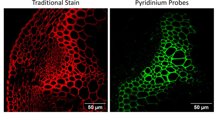 Lighting up the hidden highways of plants: IITGN scientists redefine xylem imaging