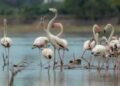 When the wetlands speak, the state must listen: Perungulam’s 147-bird miracle seeks Ramsar shield