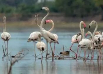 When the wetlands speak, the state must listen: Perungulam’s 147-bird miracle seeks Ramsar shield