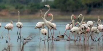 When the wetlands speak, the state must listen: Perungulam’s 147-bird miracle seeks Ramsar shield