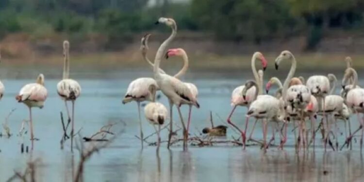 When the wetlands speak, the state must listen: Perungulam’s 147-bird miracle seeks Ramsar shield