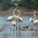 When the wetlands speak, the state must listen: Perungulam’s 147-bird miracle seeks Ramsar shield