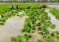 When the paddy field turns pale: Cauvery Delta farmers count the cost of water, heat