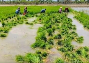 When the paddy field turns pale: Cauvery Delta farmers count the cost of water, heat