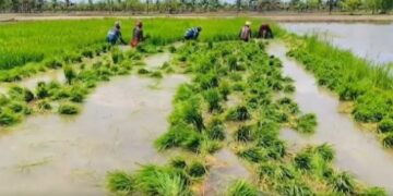 When the paddy field turns pale: Cauvery Delta farmers count the cost of water, heat