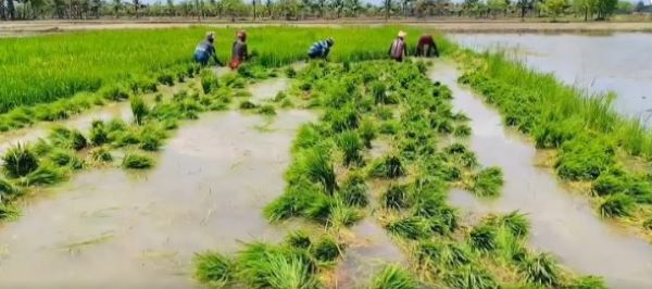When the paddy field turns pale: Cauvery Delta farmers count the cost of water, heat
