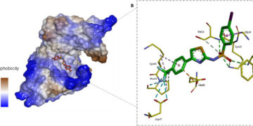 The bug that defeated penicillin has a new vulnerability: IITGN team takes aim at MRSA’s hidden weak spot