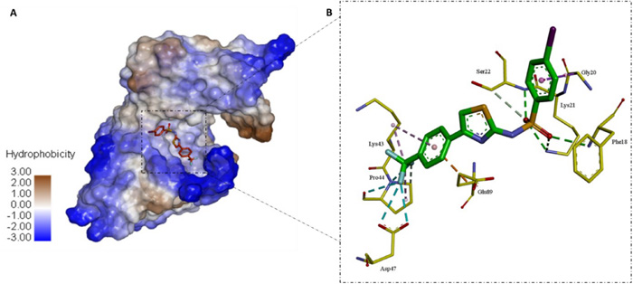 The bug that defeated penicillin has a new vulnerability: IITGN team takes aim at MRSA’s hidden weak spot