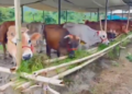 Tamil Nadu’s dairy future will be won in the feed trough