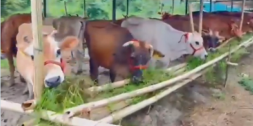 Tamil Nadu’s dairy future will be won in the feed trough
