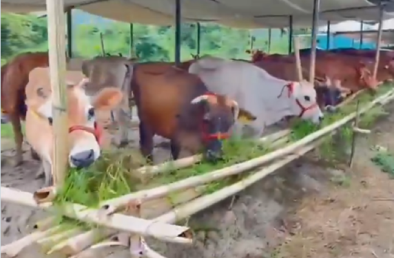 Tamil Nadu’s dairy future will be won in the feed trough