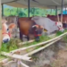 Tamil Nadu’s dairy future will be won in the feed trough