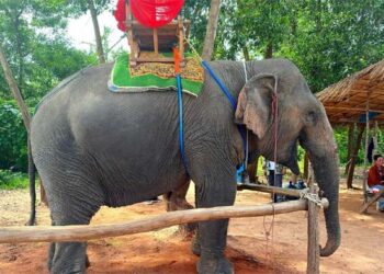 Can Laos reclaim its ‘Land of a Million Elephants’ legacy? Vantara, Mandalao launch a new conservation lifeline