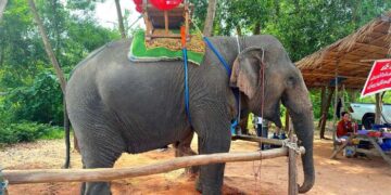 Can Laos reclaim its ‘Land of a Million Elephants’ legacy? Vantara, Mandalao launch a new conservation lifeline