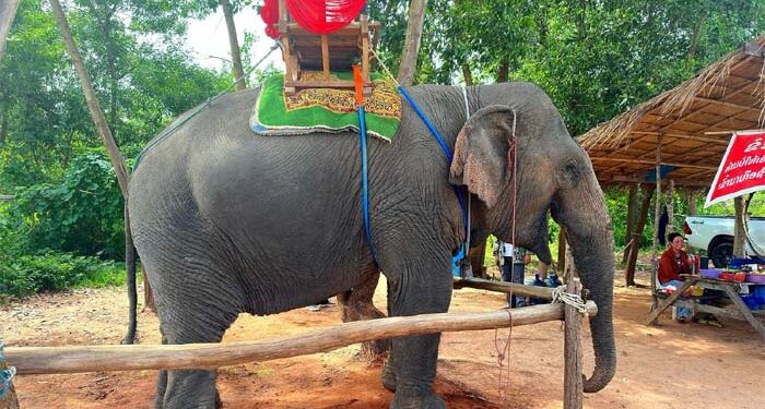 Can Laos reclaim its ‘Land of a Million Elephants’ legacy? Vantara, Mandalao launch a new conservation lifeline