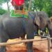 Can Laos reclaim its ‘Land of a Million Elephants’ legacy? Vantara, Mandalao launch a new conservation lifeline